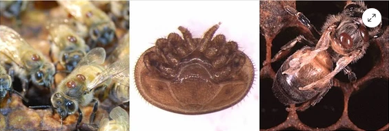 Varroa